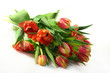Tulpen