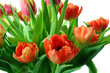 Tulpen