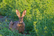 Photo: Portrait of a sitting brown hare Portrait of a sitting brown hare