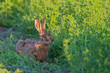 Photo: Portrait of a sitting brown hare Portrait of a sitting brown hare