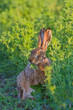 Photo: Portrait of a sitting brown hare Portrait of a sitting brown hare