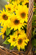 Last sunflowers