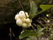Schneebeere