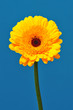 Yellow & Orange Gerbera 3