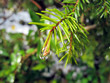 wassertropfen am nadelbaum