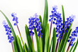 blue hyacinths blue hyacinths