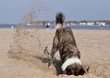 Hund beim buddeln am Strand