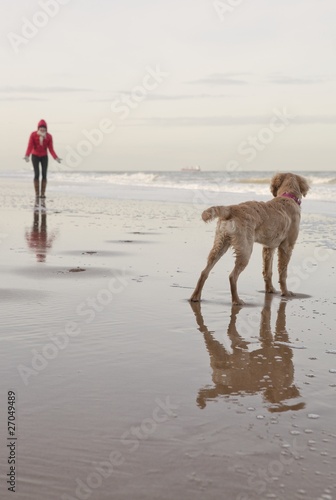 Photo: Mixed breed Golden Retriever-Poodle cross with owner on beach in Herne Bay, Kent Mixed breed Golden Retriever-Poodle cross with owner on beach in Herne Bay, Kent