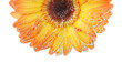 flower in water with bubbles isolated flower in water with bubbles isolated