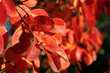 Feuillage automnal du lilas des Indes Feuillage automnal du lilas des Indes