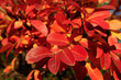 Couleur automnale du Lilas des Indes Couleur automnale du Lilas des Indes