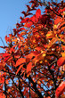 Lilas des Indes en automne Lilas des Indes en automne