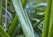 Italy, countryside, dewdrops on a corn plant leaf