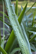 Italy, countryside, dewdrops on a corn plant leaf