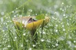 Champignon Rosée