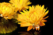 Dried flowers.