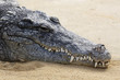 Krokodil Krokodil