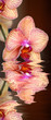 Orchid