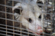 close look at a possum caught in a humane trap close look at a possum caught in a humane trap