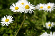 Daisies