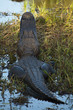 American alligator view from behind American alligator view from behind