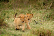 Young lion cub running Young lion cub running