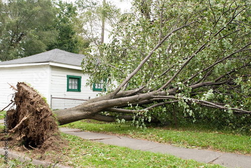 Photo: Wind Storm Damage Wind Storm Damage