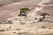 Two trees and rocks on a sueded hill