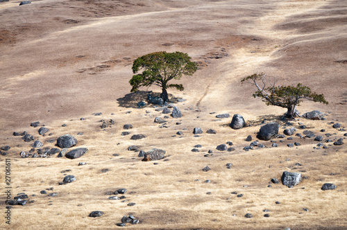 Photo: Two trees and rocks on a sueded hill Two trees and rocks on a sueded hill