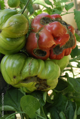 Photo: Alternaria solani / Alternariose de la tomate Alternaria solani / Alternariose de la tomate