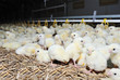 Big poultry rearing farm Big poultry rearing farm