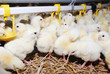 Big poultry rearing farm, chicken drinking Big poultry rearing farm, chicken drinking