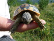 tortue hermann terrestre tortue hermann terrestre