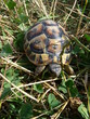 tortue Hermann dans l'herbe tortue Hermann dans l'herbe