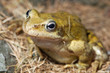 Grenouille jaune sur herbe