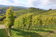 weinreben