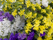 Statice flowers - Limonium Sinuatum