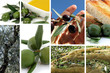 Olio