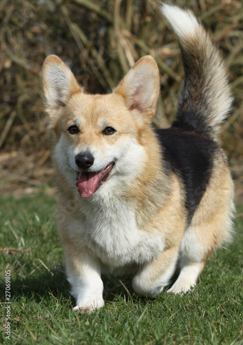 Photo: allure confiante du welsh corgi pembroke allure confiante du welsh corgi pembroke