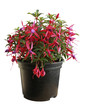 pot de fuchsia