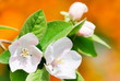 Quince flowers