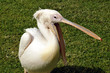 Lachender Pelikan