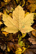 Fallen leaf Fallen leaf
