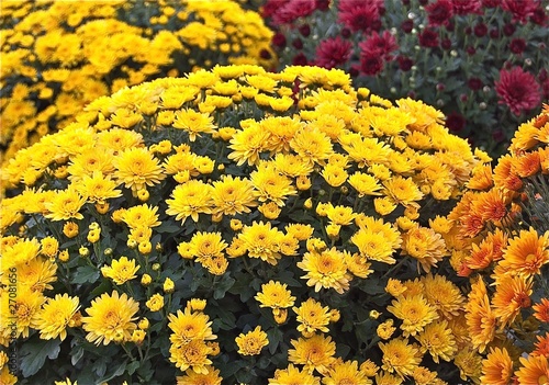 Photo: Chrysanthèmes, Toussaint Chrysanthèmes, Toussaint