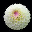 White pom pom dahlia bloom with purple centre, isolated on black White pom pom dahlia bloom with purple centre, isolated on black