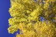 Herbstlaub