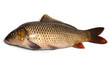Fish (carp)