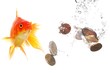 goldfish and money