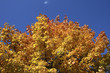 Buntes Laub im Herbst bei blauem Himmel