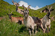Foto: goats in the alps goats in the alps